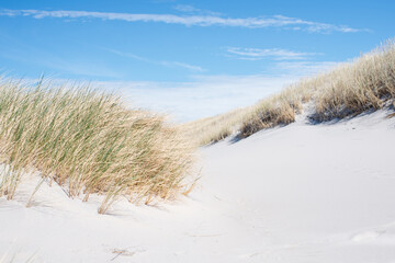 Dunes by the sea. Coastal vegetation. Plants in the dunes. Polish sea. Empty beach. White sand. View of the dunes and the sea. Poster. Postcard