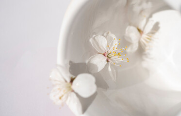 Cherry flowers in white cup. Herbal tea 