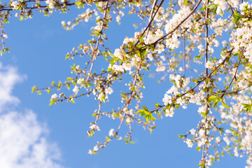 Cherry tree blooming wallpaper. Spring blossom texture
