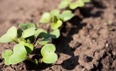 Close up small reddish sprouts growing in the soil. Home gardening concept. Zero waste agriculture. 