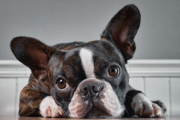 Portrait boston terrier pure breed soft grey background closeup