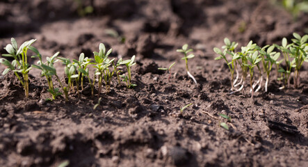 Close up small 
watercress sprouts growing in the soil. Home gardening concept. Zero waste agriculture. 