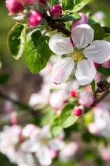Close up apple tree blooming. Spring blossom. Vertical orientation 
