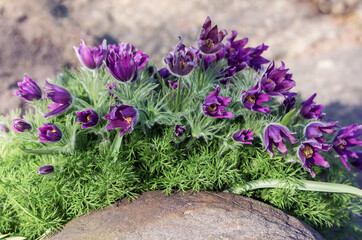 A perennial herb Pulsatilla vernalis of purple tone