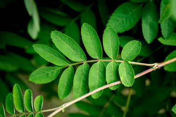 Green foliage close up background