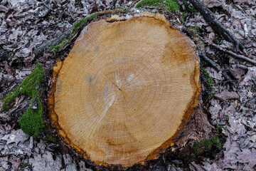 Old wooden oak tree cut surface