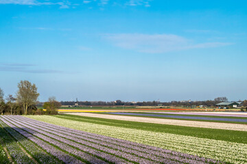 Landscape with flower fields and a mill in the background. Multicolored stripes of hyacinth flowers in the spring Dutch farm field, soft focus. 
