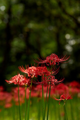macro red flowers in the forest