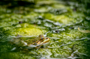 One pool frog in water in natural habitat. Pelophylax lessonae. European frog.