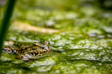 One pool frog in water in natural habitat. Pelophylax lessonae. European frog.