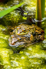 One pool frog in water in natural habitat. Pelophylax lessonae. European frog.