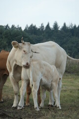 A white  cow and calf cuddle in the pasture, seen from the front and close up.