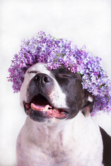 A black and white dog in a lilac flower wreath. American Staffordshire Terrier Amstaff man's friend