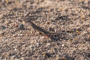 Lizard in Arizona 