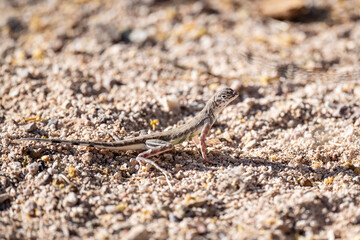 desert lizard