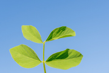 A branch and four green leaves against the sky.