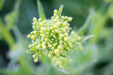 Field radish, or wild radish (Raphanus raphanistrum).