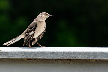 Bird Standing On A Wite Railing