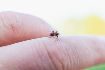 The mosquito drinks blood by biting through the skin.