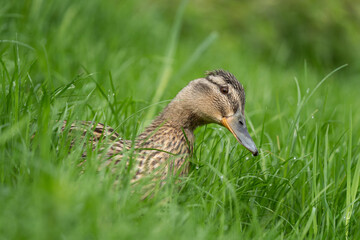 Mallard hiding in the tall grass. Wild duck during spring season. Bird watching in the Europe.