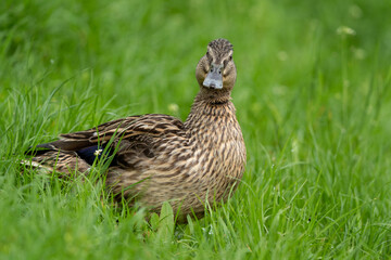 Mallard hiding in the tall grass. Wild duck during spring season. Bird watching in the Europe.