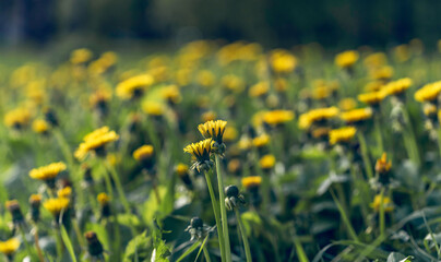 Fototapeta premium Yellow dandelion (Taraxacum) field at sunny May day