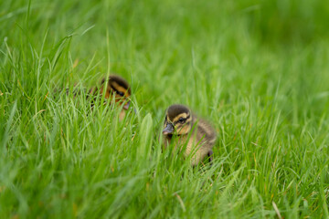 Mallard hiding in the tall grass. Wild duck during spring season. Bird watching in the Europe. Chicks walking in the grass. 