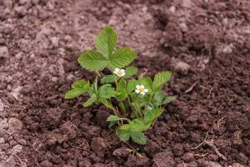 newly planted strawberry bush