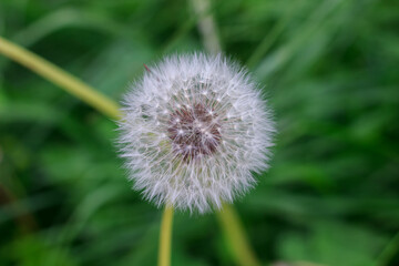 Dandelion on a green background
