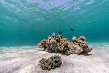 coral reef in the sea