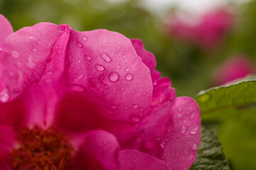 Drops of water on the flower rose