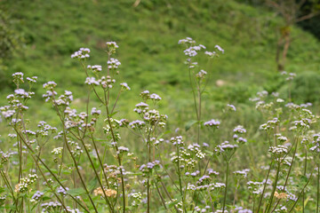 Blancas y pequeñas flores silvestres en verde montaña.