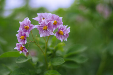 Blooming potatoes against the sky. Pink purple flowers