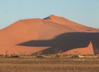 Fototapeta na wymiar oryx alone in front of red large dune