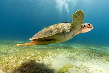 turtle swimming