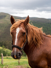 Caballo en la montagna en Asturias, Spain.