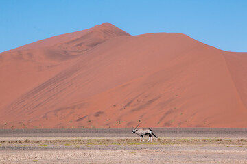 lone oryx antelope standing in front of large red sand dune in sossusvlei in namibia