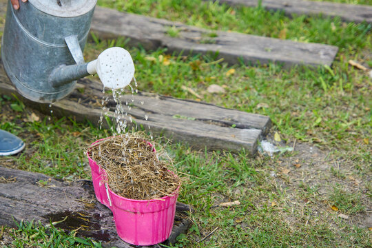 persona regando con regadera una maceta con semillas de verduras