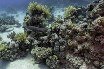 Whitetip reef shark

http://jollydiver.com/fauna-i-flora/rekin-rafowy-szary/