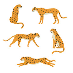 Set of cheetahs or leopards isolated on white background. Jungle wild animals. Vector illustration of leopards