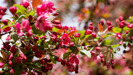 Pink sakura flowers and buds on branch. Outdoor. Selective focus