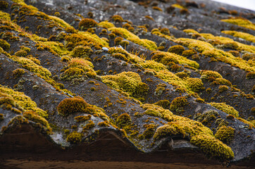 A closeup shot of a roof covered with moss