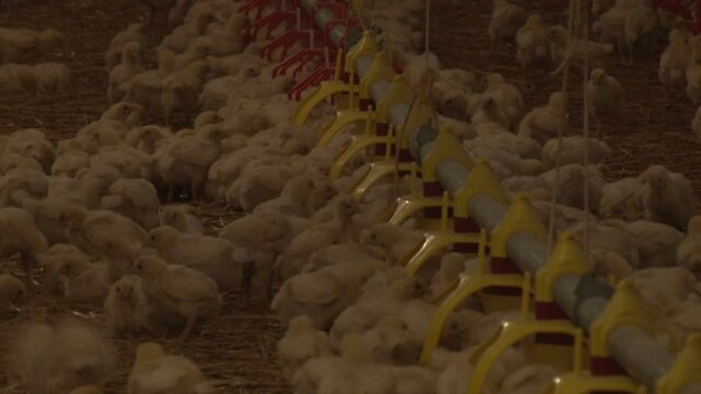 Young broiler chicken in a cage near the feeder. On a modern poultry farm, broilers drink water and take medications for drinking. Agricultural business raising chickens.
