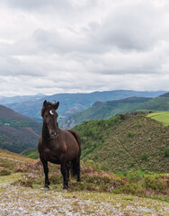Fototapeta na wymiar Caballo en la montagna en Asturias, Spain.