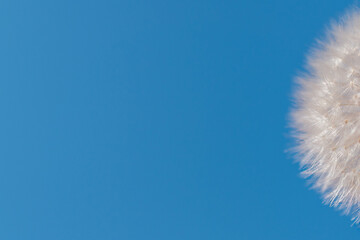White dandelion (fluffy) on a background of blue sky with place for text (copy space).