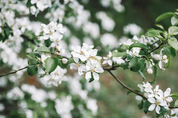 Blossom apple tree spring background. Blooming tree in spring against the background of a sunny spring sky.