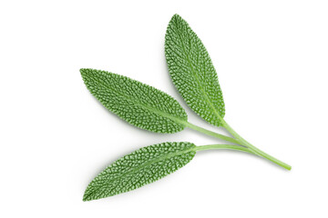 fresh sage herb isolated on white background with clipping path and full depth of field, Top view....