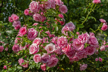 Flowers wild rose rosehip in the garden