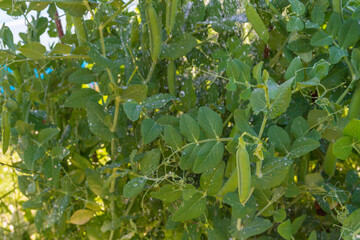 Green pea pods grow in the summer in the garden