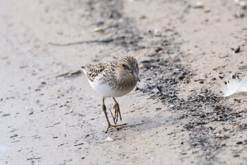 Baird Sandpiper on beach in groups or singles, digging for food (insect larvae and crustaceans) on an overcast spring day at waterfront